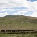 TZA_ARU_Ngorongoro_2016DEC26_Crater_071.jpg